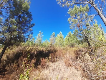 Terreno Agricola ou Rústico para Venda em Sarzedas