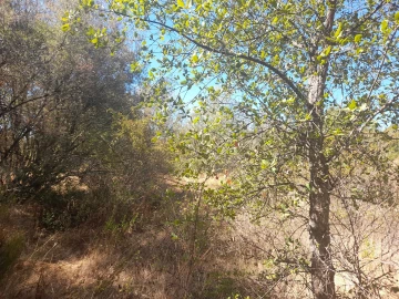 Terreno Agricola ou Rústico para Venda em Sarzedas