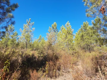 Terreno Agricola ou Rústico para Venda em Sarzedas