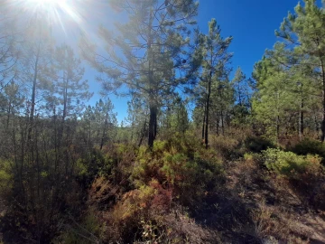 Terreno Agricola ou Rústico para Venda em Sarzedas