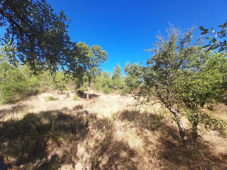 Terreno Agricola ou Rústico para Venda em Sarzedas Foto 2
