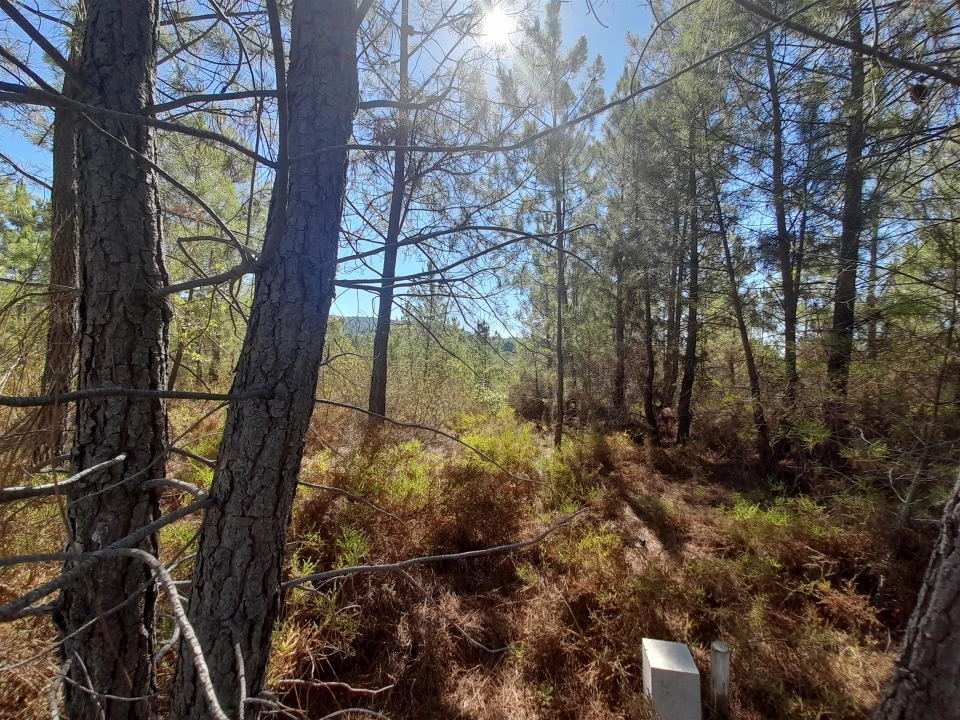 Terreno Agricola ou Rústico para Venda em Sarzedas Foto 1