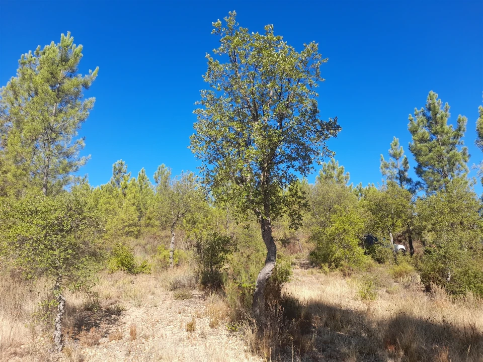 Terreno Agricola ou Rústico para Venda em Sarzedas Foto 6