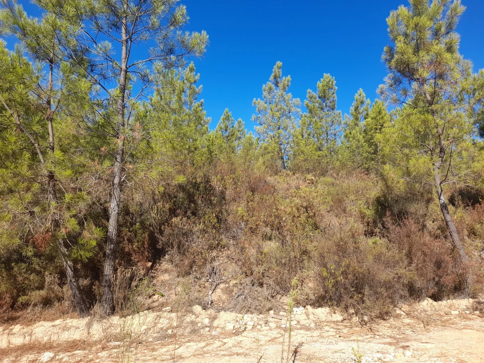 Terreno Agricola ou Rústico para Venda em Sarzedas Foto 9