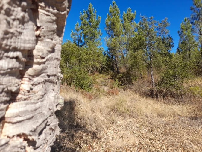 Terreno Agricola ou Rústico para Venda em Sarzedas Foto 8
