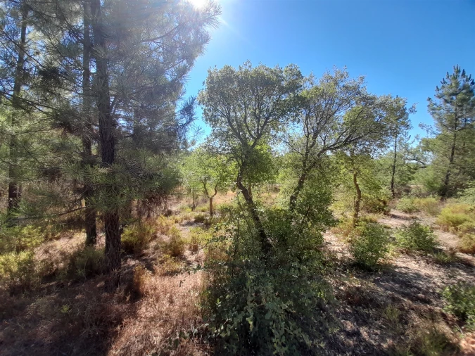 Terreno Agricola ou Rústico para Venda em Sarzedas Foto 16