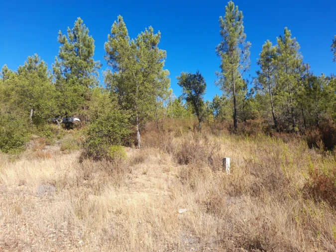 Terreno Agricola ou Rústico para Venda em Sarzedas Foto 4