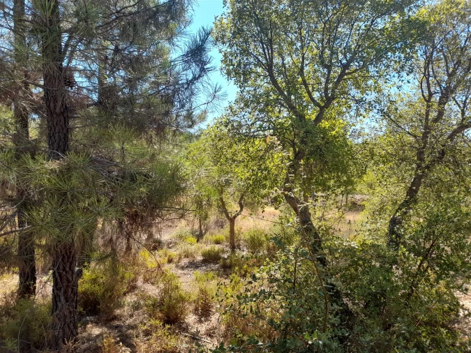 Terreno Agricola ou Rústico para Venda em Sarzedas Foto 15