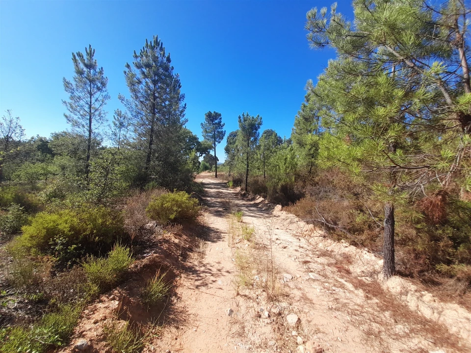 Terreno Agricola ou Rústico para Venda em Sarzedas Foto 11