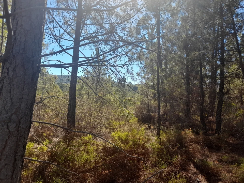 Terreno Agricola ou Rústico para Venda em Sarzedas Foto 18