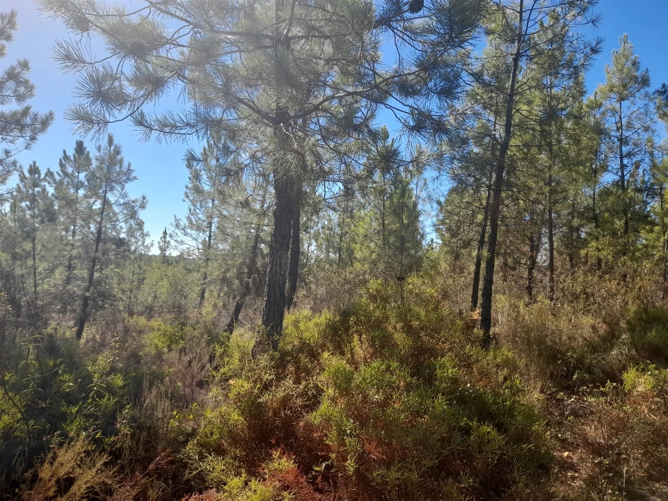 Terreno Agricola ou Rústico para Venda em Sarzedas Foto 20