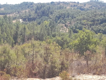 Terreno Agricola ou Rústico para Venda em Sarzedas