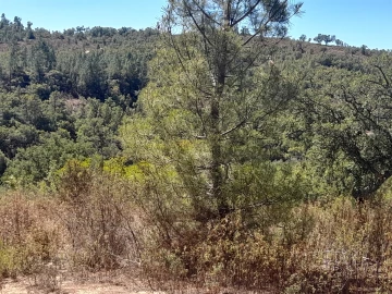 Terreno Agricola ou Rústico para Venda em Sarzedas