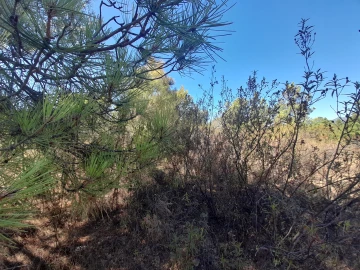 Terreno Agricola ou Rústico para Venda em Sarzedas