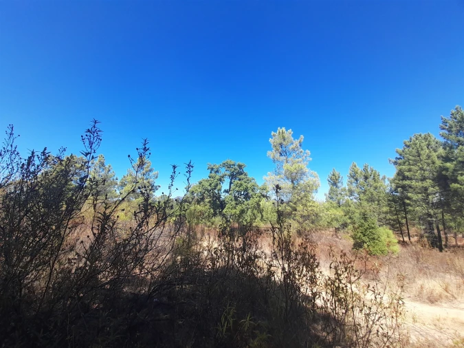 Terreno Agricola ou Rústico para Venda em Sarzedas Foto 8