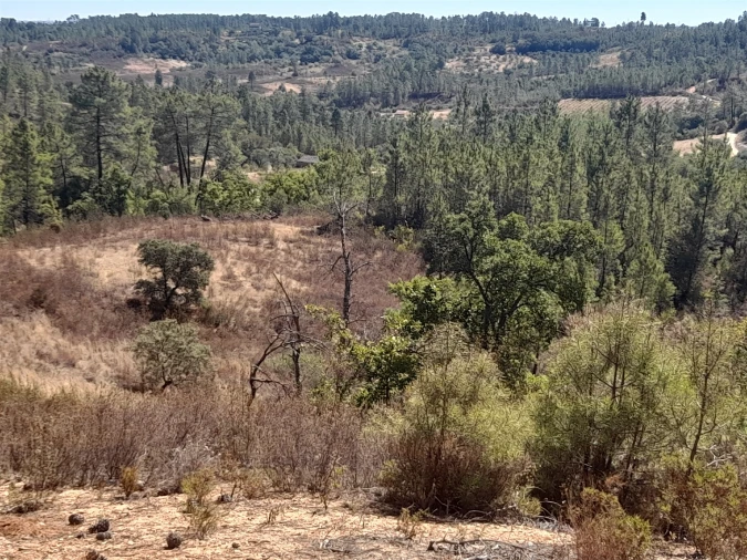 Terreno Agricola ou Rústico para Venda em Sarzedas Foto 4