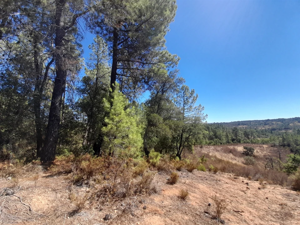 Terreno Agricola ou Rústico para Venda em Sarzedas Foto 3