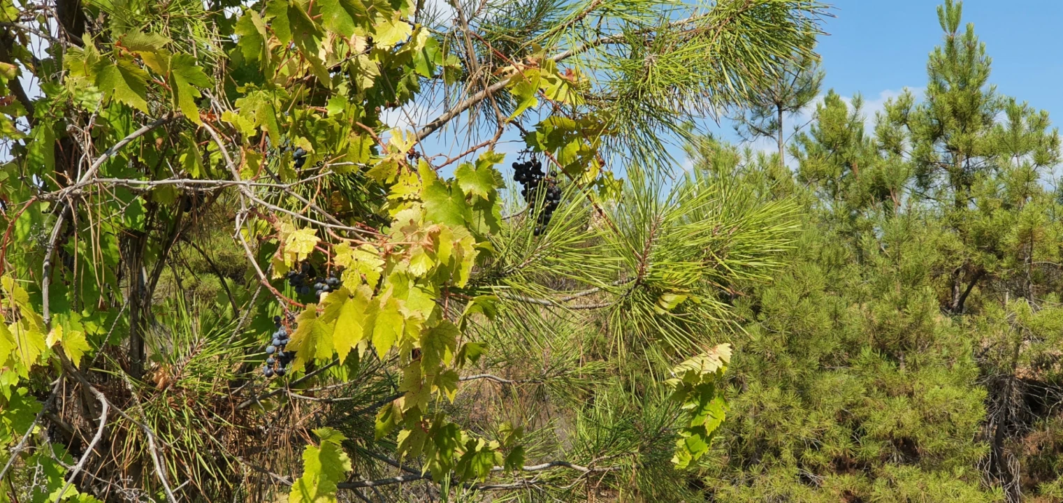 Quinta T0 para Venda em Santo Andre das Tojeiras Foto 12