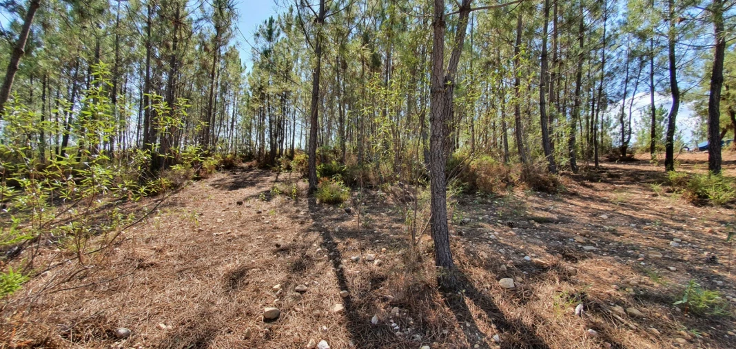 Quinta T0 para Venda em Santo Andre das Tojeiras Foto 5
