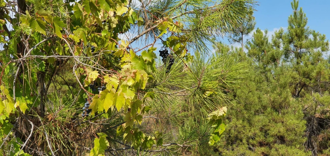 Quinta T0 para Venda em Santo Andre das Tojeiras Foto 12