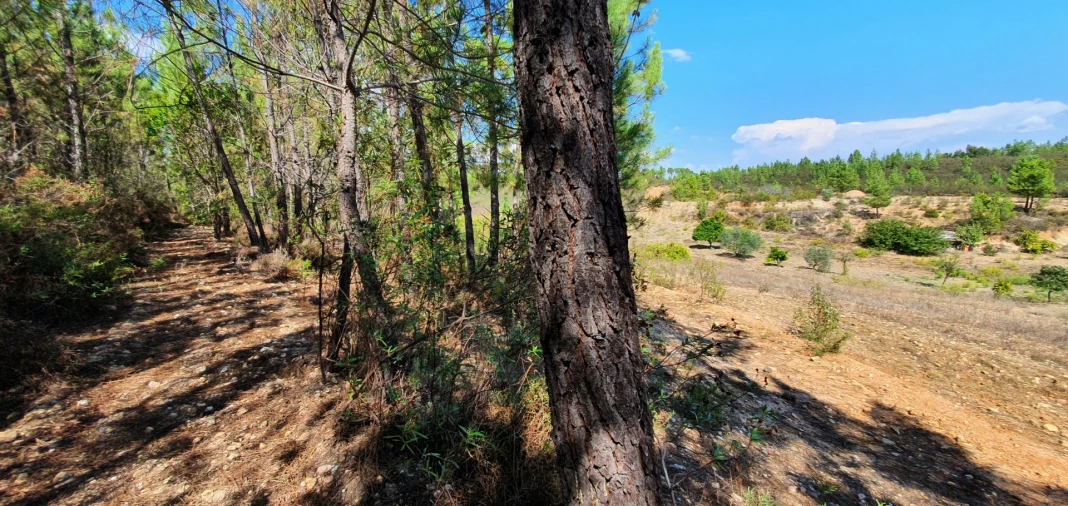 Quinta T0 para Venda em Santo Andre das Tojeiras Foto 6