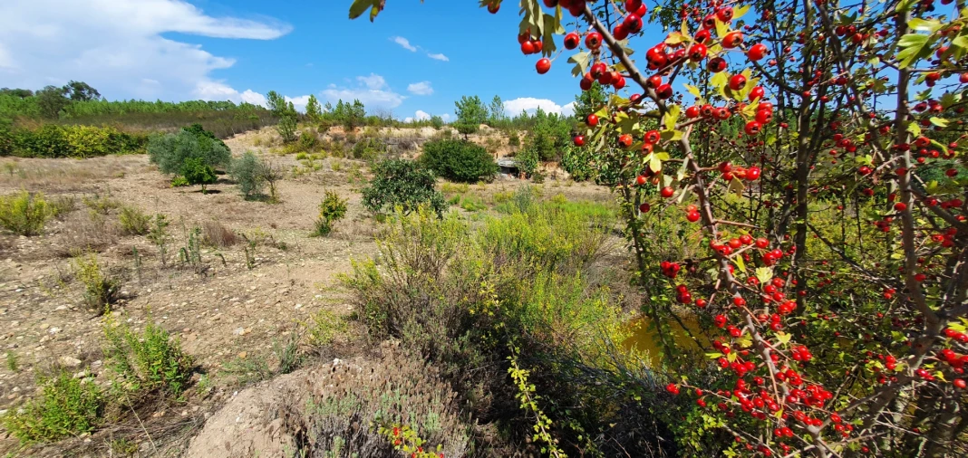 Quinta T0 para Venda em Santo Andre das Tojeiras Foto 22