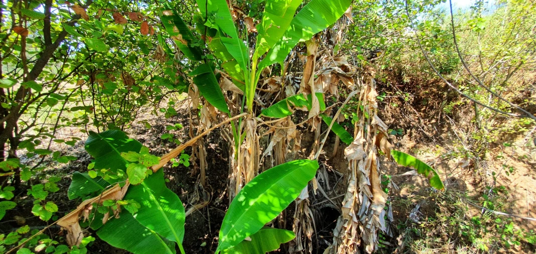 Quinta T0 para Venda em Santo Andre das Tojeiras Foto 18