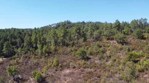 Terreno Agricola ou Rústico para Venda em Sarzedas