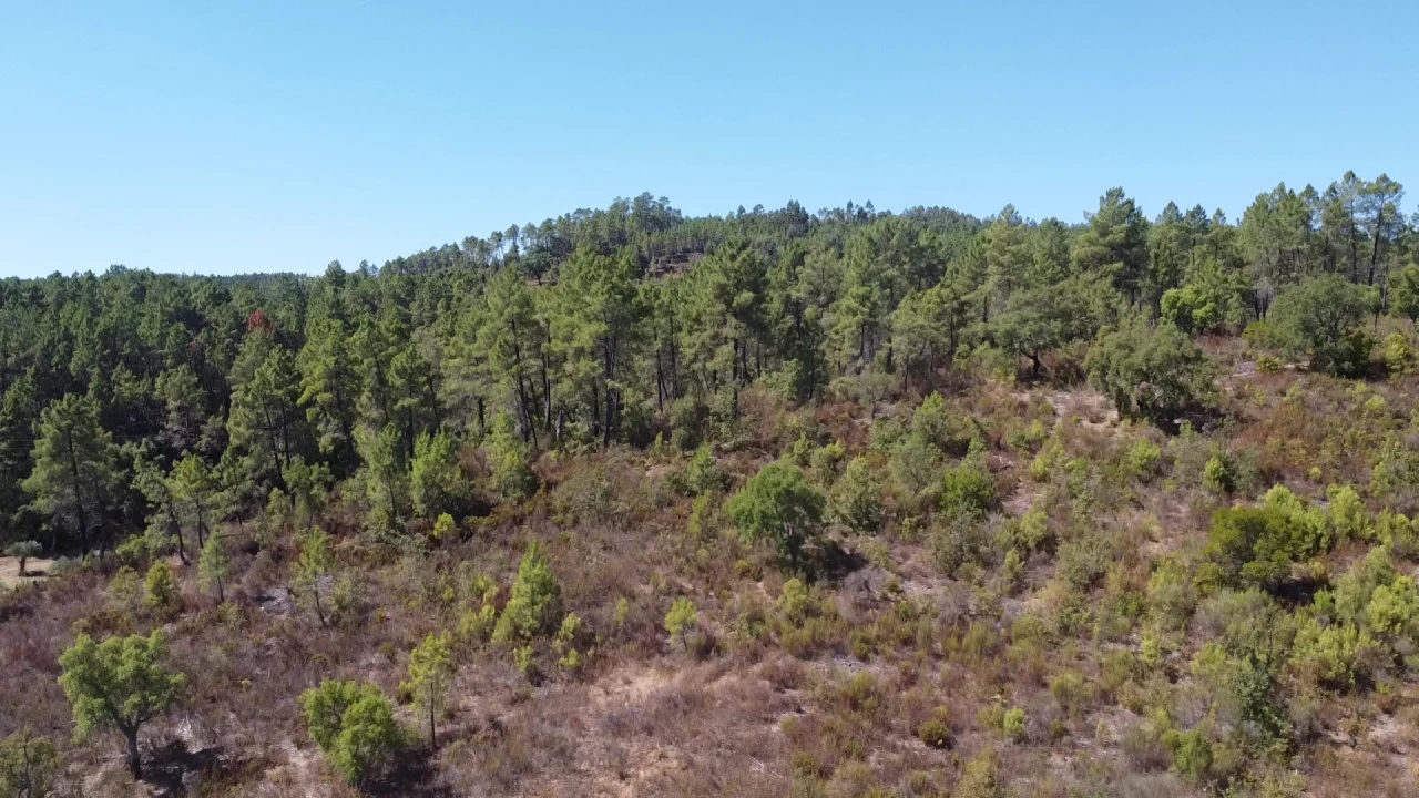 Terreno Agricola ou Rústico para Venda em Sarzedas Foto 2