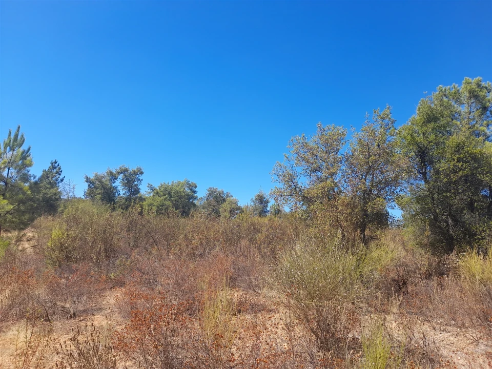Terreno Agricola ou Rústico para Venda em Sarzedas Foto 6
