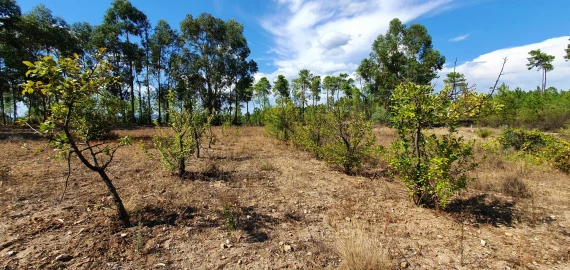 Terreno para Venda em Santo Andre das Tojeiras
