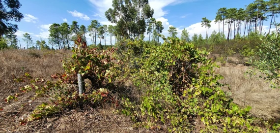 Terreno para Venda em Santo Andre das Tojeiras