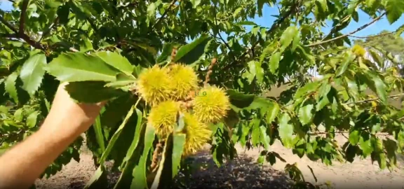 Terreno para Venda em Santo Andre das Tojeiras
