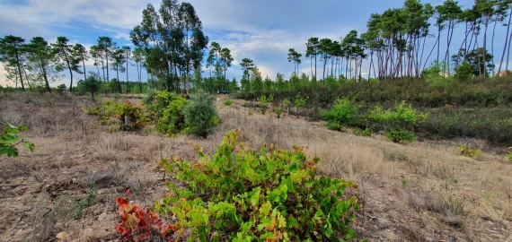 Terreno para Venda em Santo Andre das Tojeiras