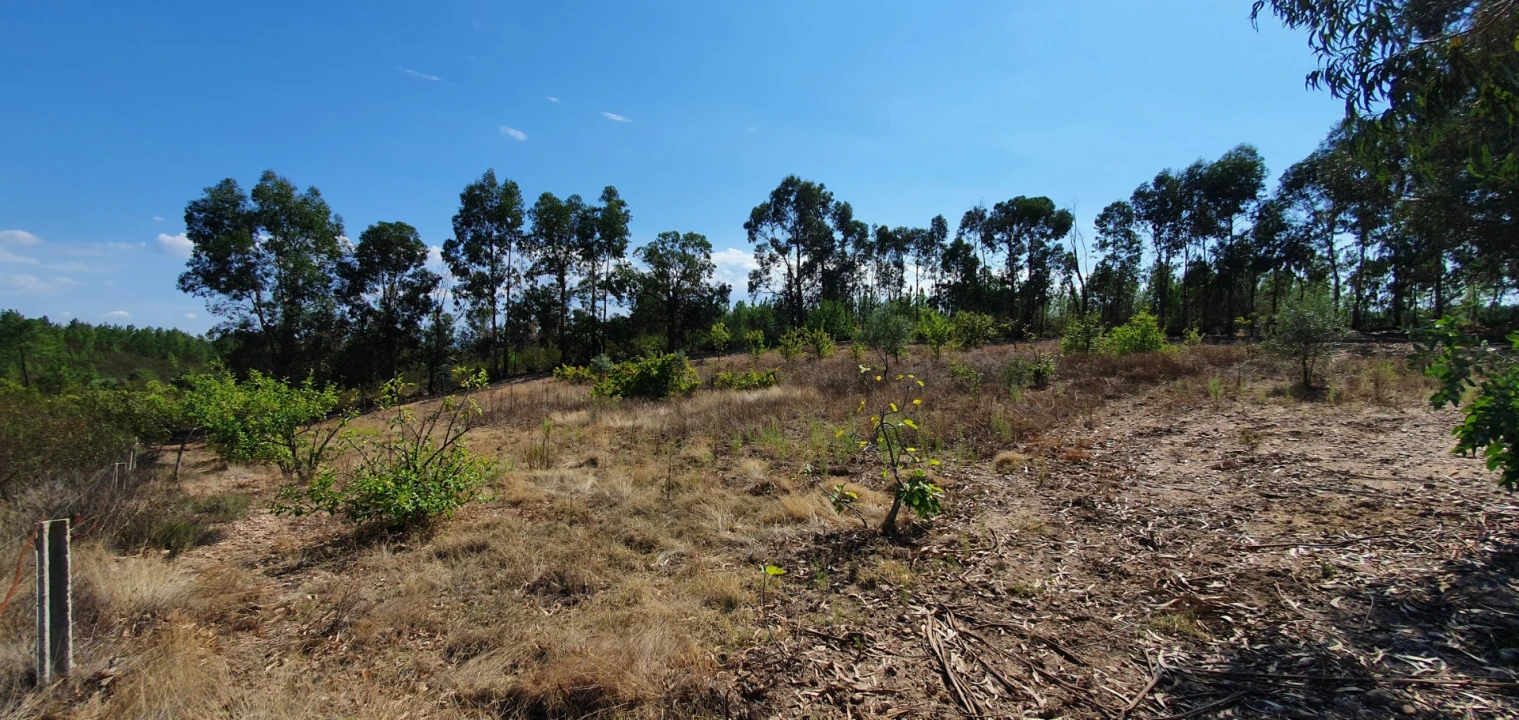 Terreno para Venda em Santo Andre das Tojeiras Foto 4