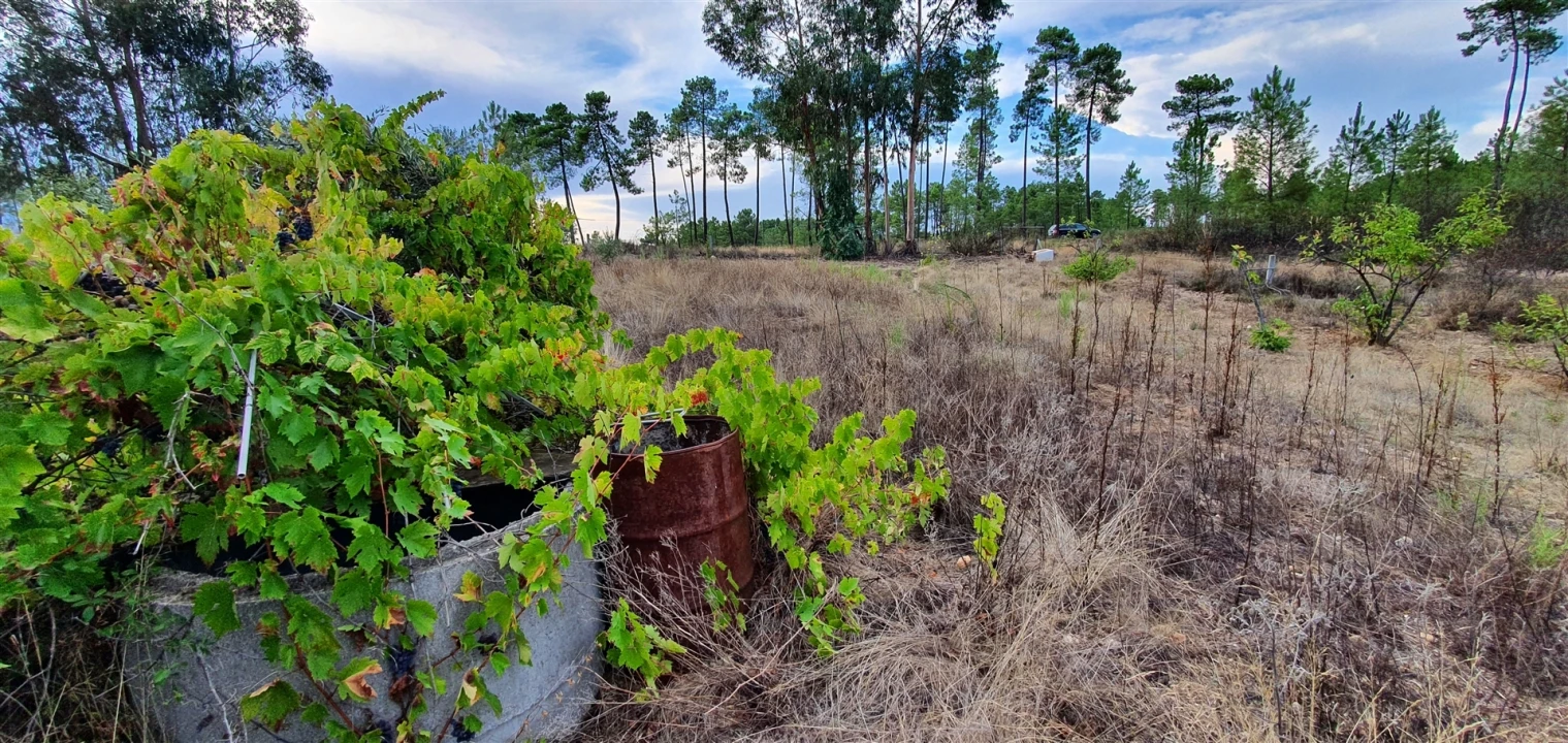 Terreno para Venda em Santo Andre das Tojeiras Foto 6