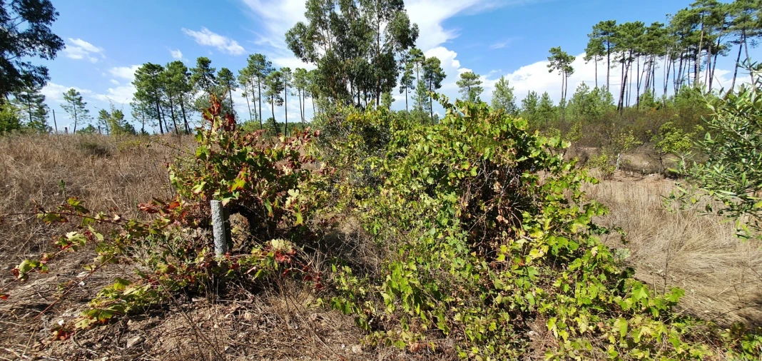 Terreno para Venda em Santo Andre das Tojeiras Foto 5