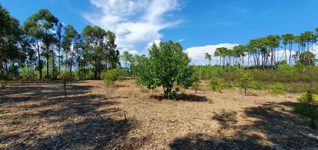 Terreno para Venda em Santo Andre das Tojeiras Foto 11