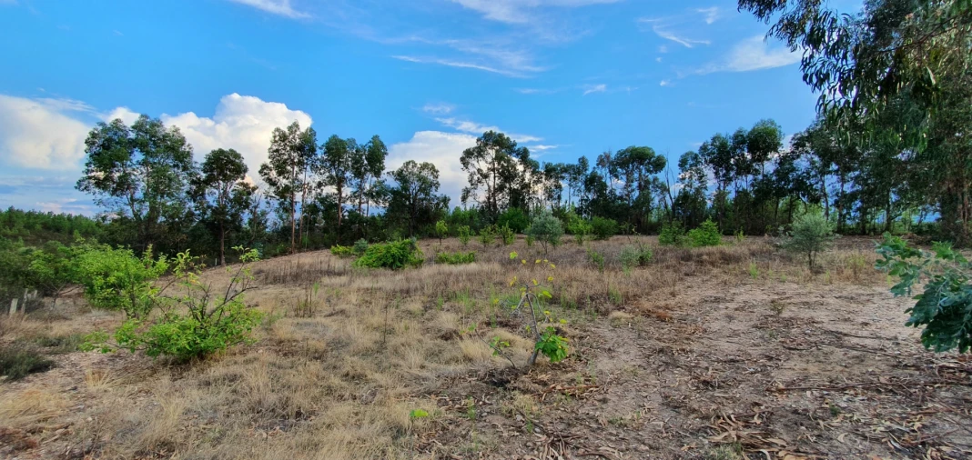 Terreno para Venda em Santo Andre das Tojeiras Foto 19
