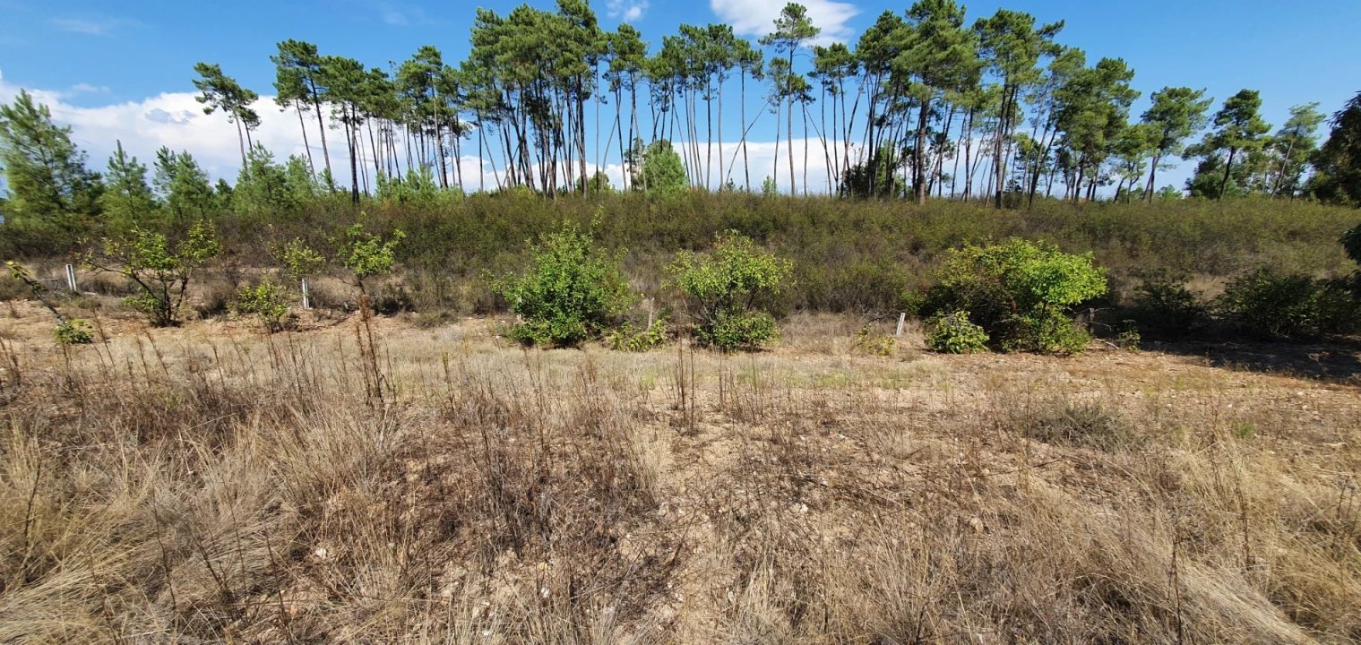 Terreno para Venda em Santo Andre das Tojeiras Foto 17
