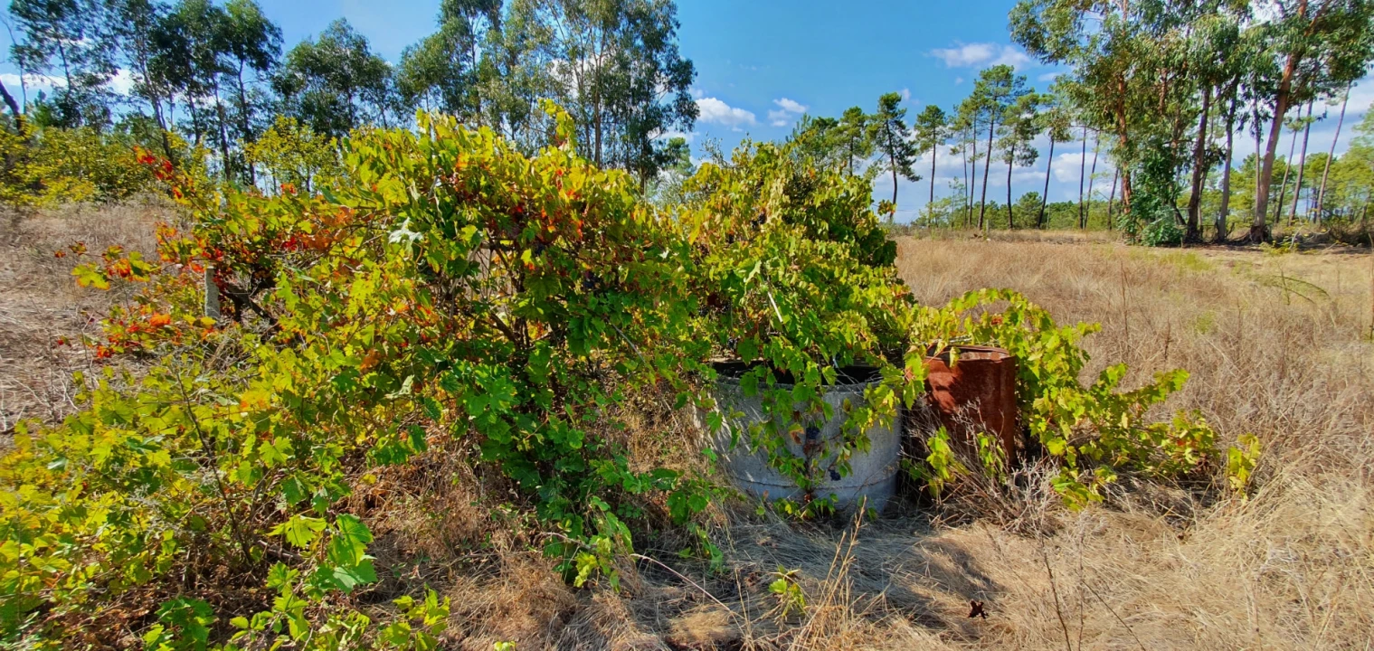 Terreno para Venda em Santo Andre das Tojeiras Foto 7