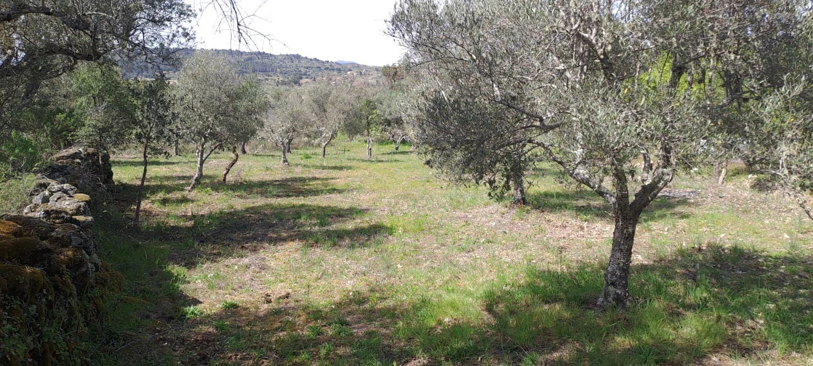 Quinta T0 para Venda em Aranhas Foto 16