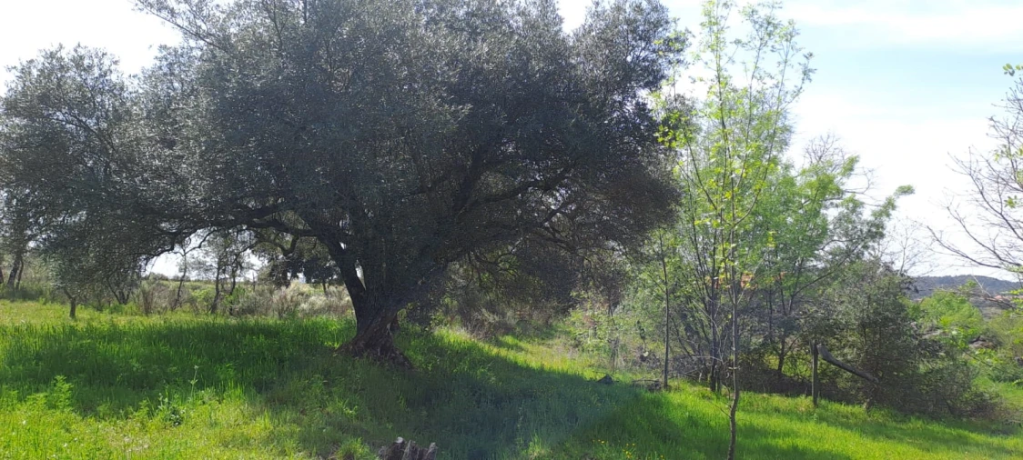 Quinta T0 para Venda em Aranhas Foto 8