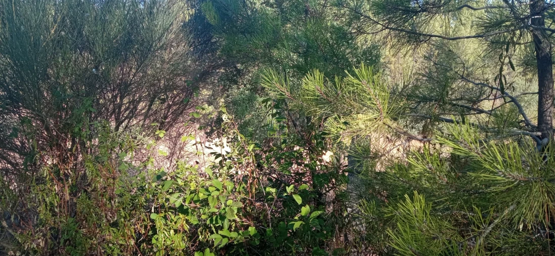 Terreno Agricola ou Rústico para Venda em Aranhas Foto 12