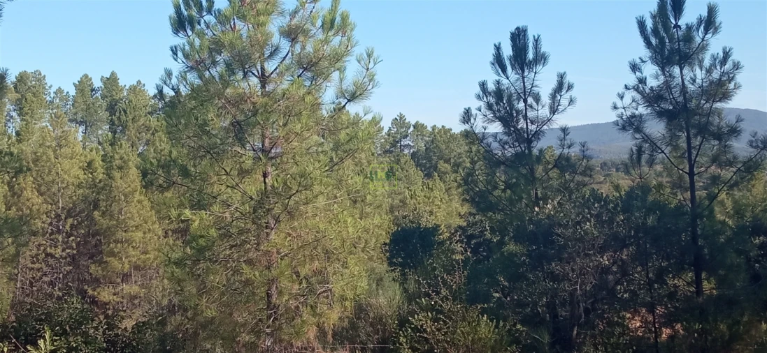 Terreno Agricola ou Rústico para Venda em Aranhas Foto 18
