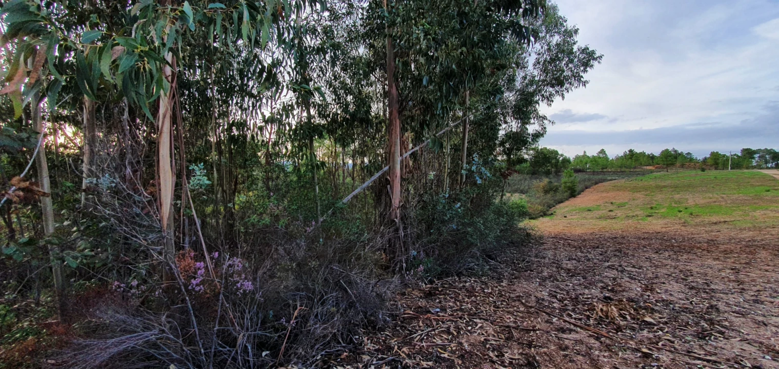 Quinta T0 para Venda em Santo Andre das Tojeiras Foto 9