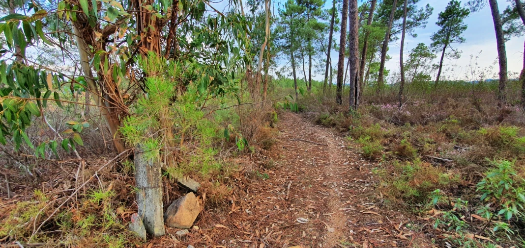 Quinta T0 para Venda em Santo Andre das Tojeiras Foto 15
