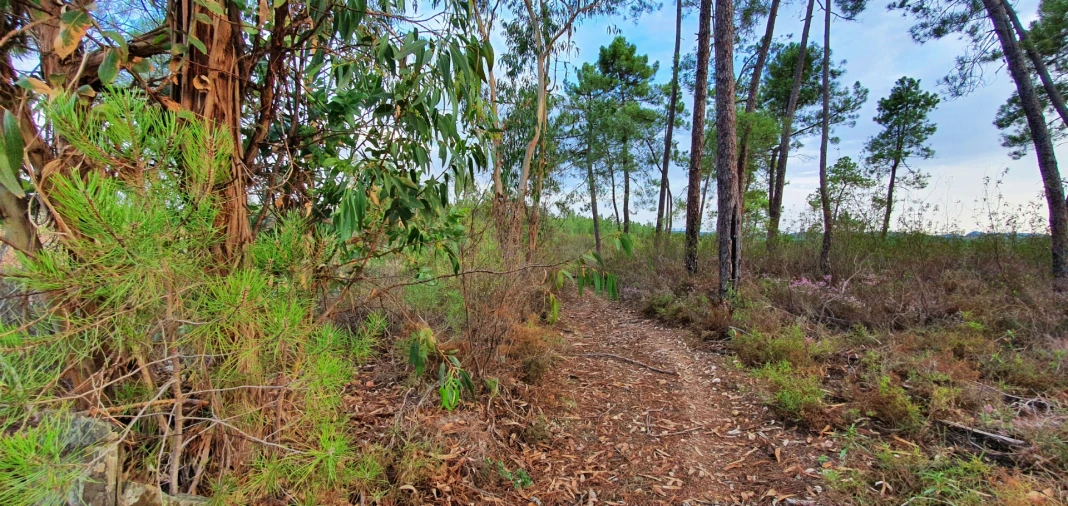 Quinta T0 para Venda em Santo Andre das Tojeiras Foto 14