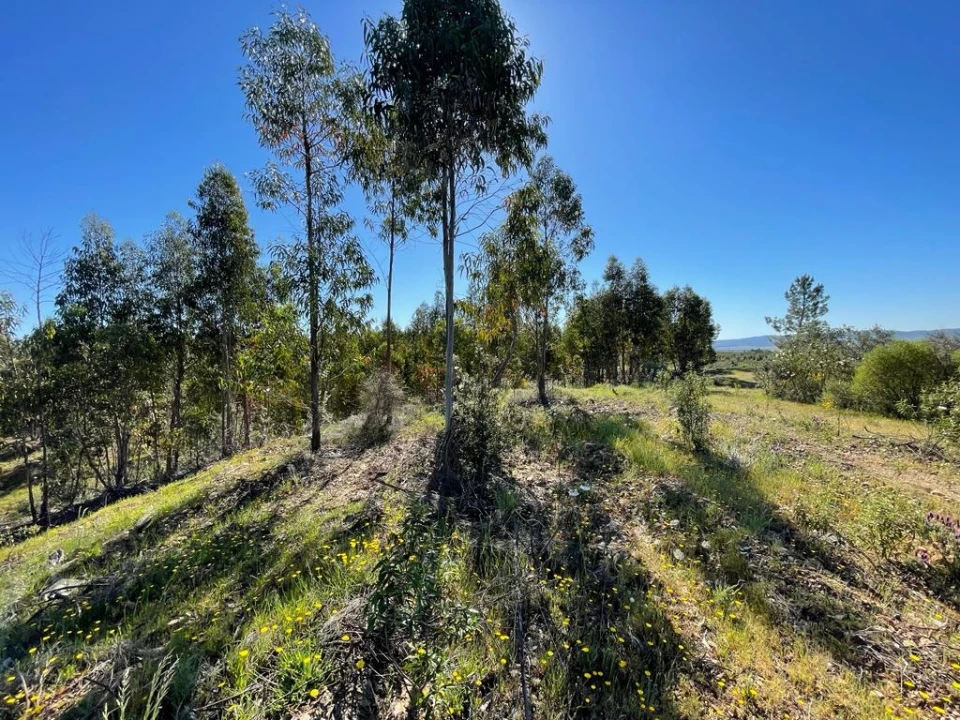 Quinta T1 para Venda em Escalos de Baixo e Mata Foto 58