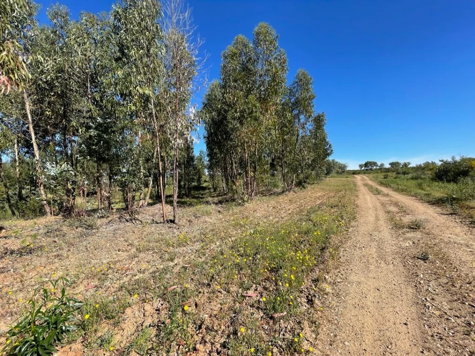 Quinta T1 para Venda em Escalos de Baixo e Mata Foto 46